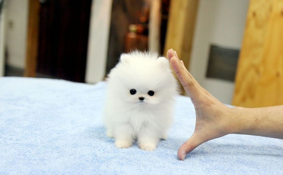 Pomeranian masculino e feminino