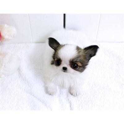 saudável chihuahua cachorros