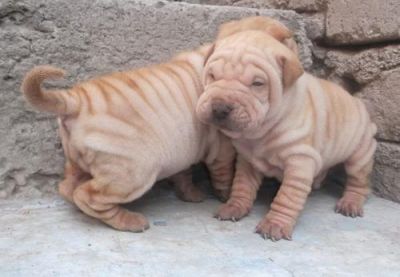 3 meses shar pei filhotes para adoção.