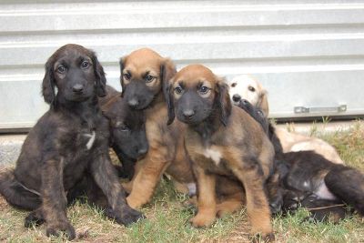 Afeganistão Hound Filhotes