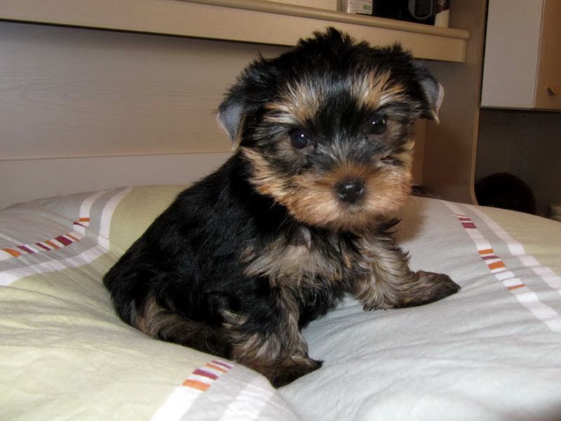 Filhotes de Yorkshire Registrados prontos para adoção