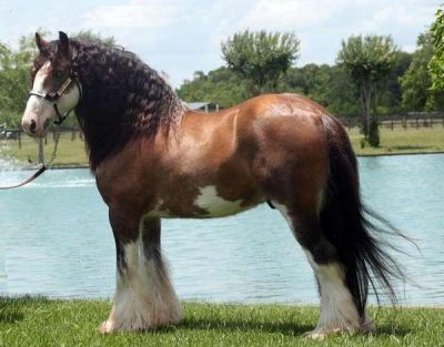 Cavalos Gypsy Vanner confortável Venda