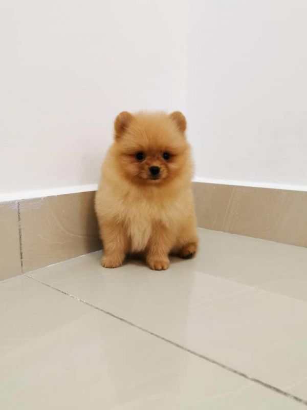 Lindo cachorrinho da pomerânia pronto para nova casa