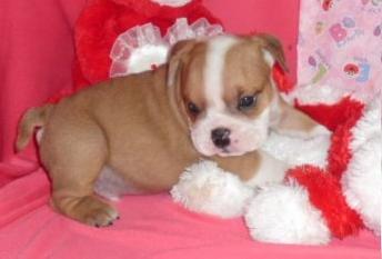 AKC registado Inglês bulldog Puppies.