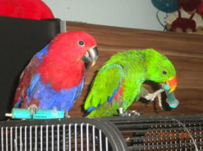 Papagaios vermelhos e verde da Amazônia para a sua família linda linda