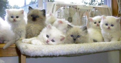 persain gatinhos para adoção