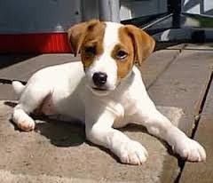 Bonitos Jack-Russell Filhotes