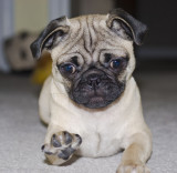 filhote de pug lindo para adopção