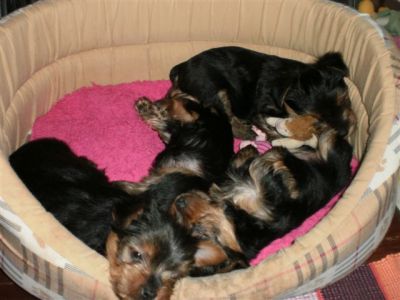 Yorkshire Terrier para venda