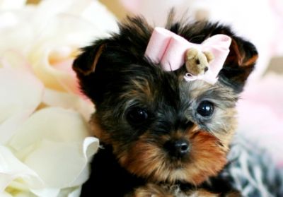 ois cachorro yorkie linda disponível para qualquer lar amoroso.