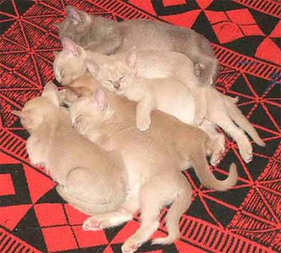 Gatinhos birmaneses masculino e feminino Eles são bem treinados, em todos os seus tiros, acaba de re