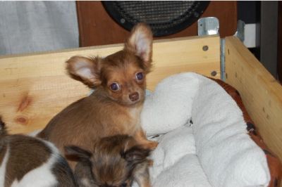 Chihuahua cachorros para adopção