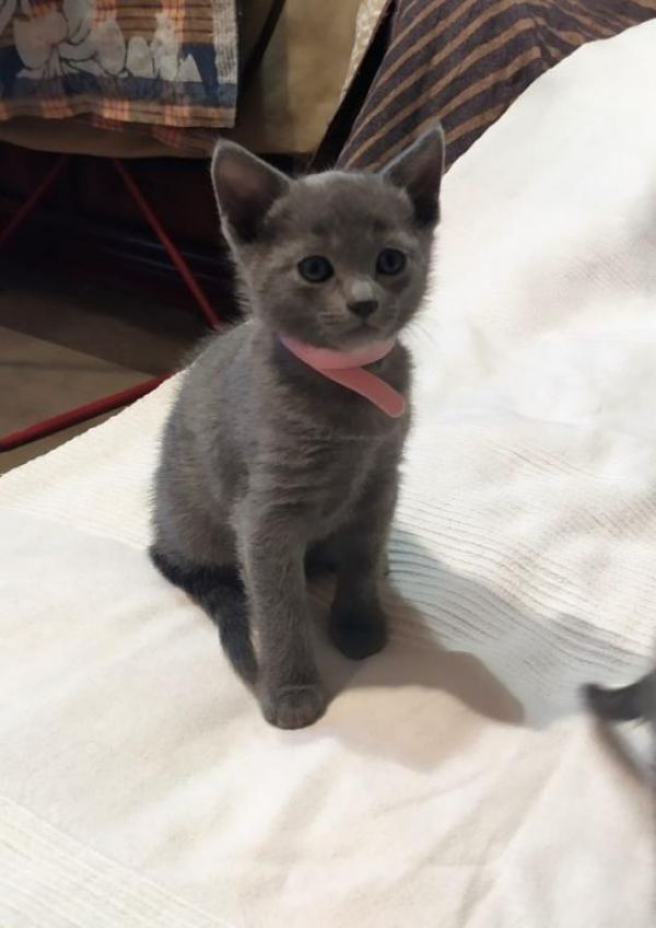 Gatinhos azuis russos de raça pura