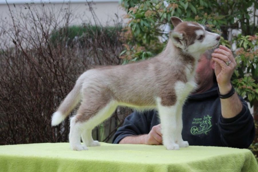 Filhotes de Pomsky e Husky Siberiano Disponíveis