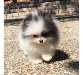   Pomerânia, cachorros,