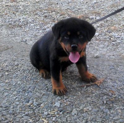 rottweiler filhote de cachorro já disponível para sair, entre em contato agora para mais informações