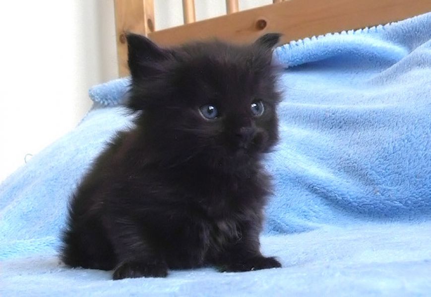  Livre Offertas gatos de mainecoons, se disponível 