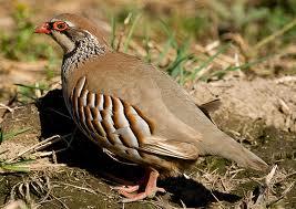 Jornadas de Caça de Salto á Perdiz