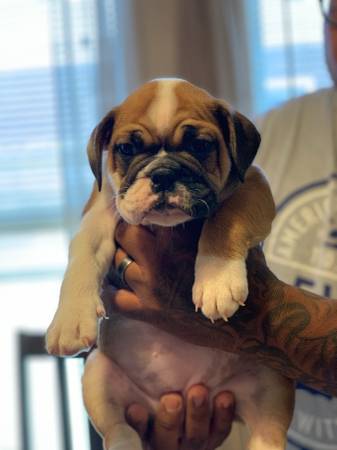  Filhotes de cachorro Bulldog Inglês disponível (lawsonm375@gmail.com0