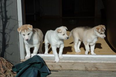 3 creme branco filhotes husky siberiano