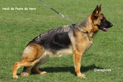 PASTOR ALEMÃO SUPER QUALIDADE