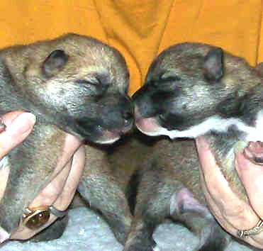 Filhotes de Perdiguero de Burgos para ex-massa do presente.....