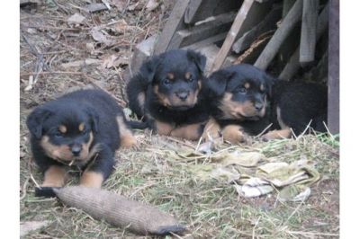 Filhotes de rottweiler Disponível