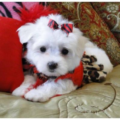 Pura raça pequena xícara de chá branco filhote de cachorro maltês