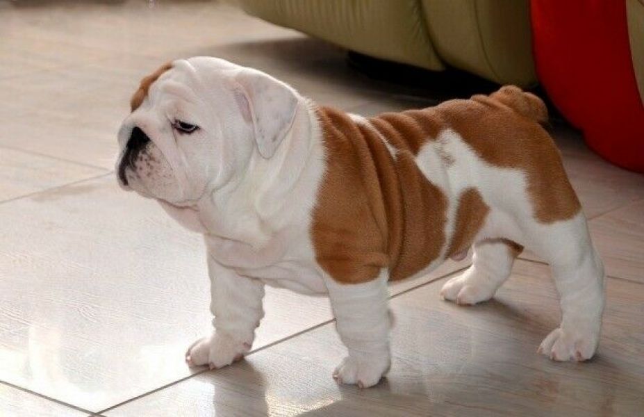 Excelente ninhada de Bulldog Inglês.