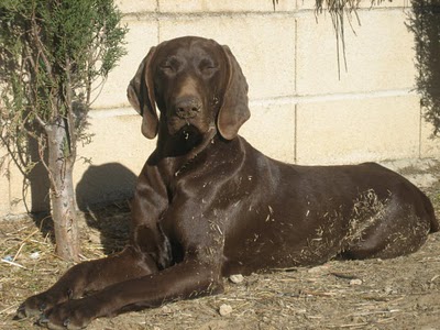 Bracos de Valdeguareña