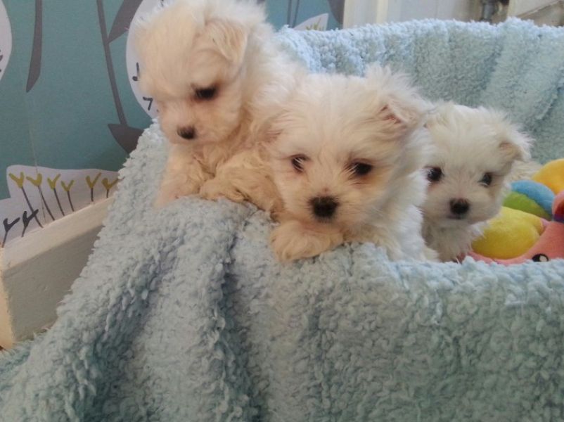  Filhotes de cachorro West Highland Terrier. 
