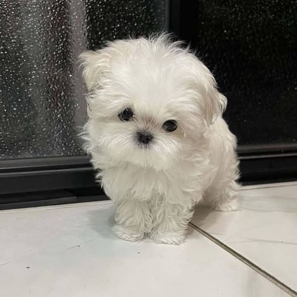 Adoráveis ​​cachorrinhos malteses excelentes,