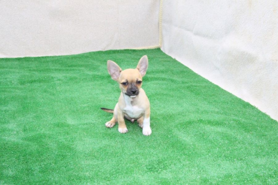 Chihuahua  de pelo curto macho