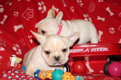 creme / branco muito masculino e feminino bulldog cachorros franceses