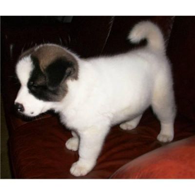 Filhotes Akita é uma raça de cão de grande porte. Eles foram