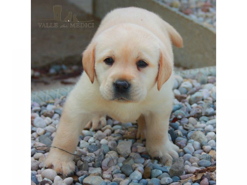 Filhote de labrador àvenda - filhotes marrons