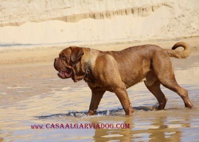 DOGUE DE BORDEAUX