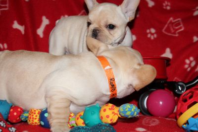 creme / branco muito masculino e feminino bulldog cachorros franceses
