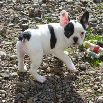Adorable francês bulldog cachorros para adopção casa.