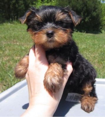 Oferta de Yorkshire terrier.