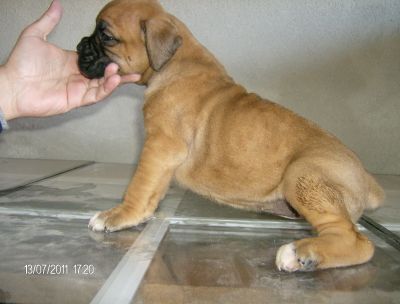 BOXER CACHORRAS