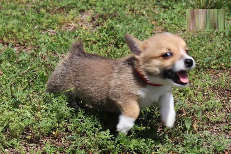 Filhotes de Pembroke Welsh Corgi 