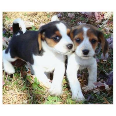 Excelentes filhotes Beagle para adoção