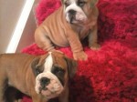 Muy Hermosos cachorros Bulldog Inglés para la venta!!