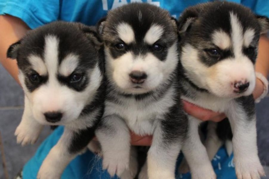 Siberian husky puppies prontos para amar lares..