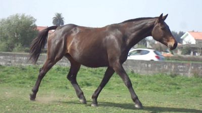 Cavalo - vendo fantástica égua de cria cheia, Sela Francês, 1.70m (linhagem de topo)