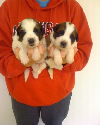 adotar essa adorável filhotes São Bernardo para