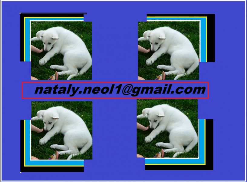 Gratis pastor alamo filhotes machos e fêmeas disponíveis 