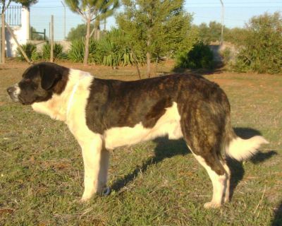 RAFEIRO DO ALENTEJO (Cão de Guarda)