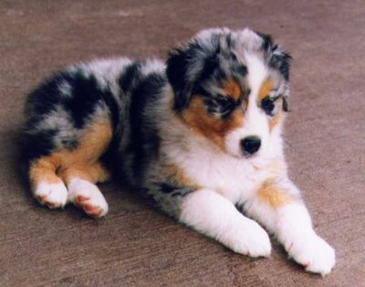 Informação da raça Australian Shepherd